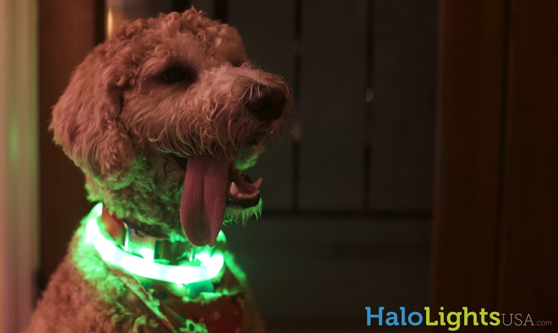 Halo Lights LED Dog Collars My Dog Is A Robot