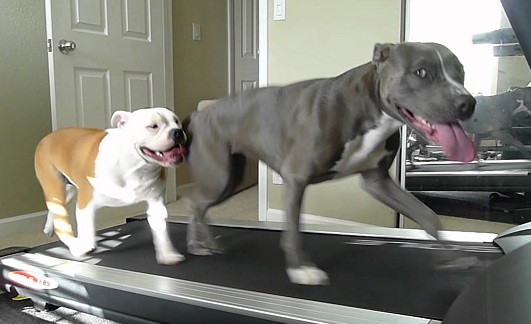 Dog Treadmill - Why would a dog need a treadmill?